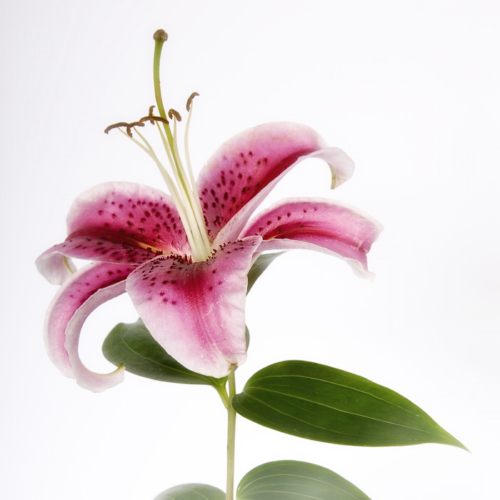 08.06.2010 Lilie-Blume_DDD-1065-als-Smart-Objekt-1-NEU.jpg